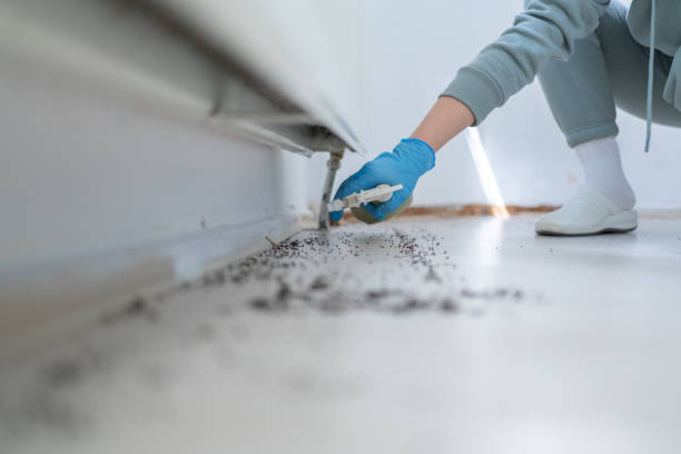 Best Flea Control Services  in Duson, LA
